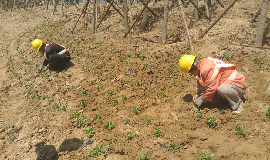 HARVEST -MOSAIC地毯