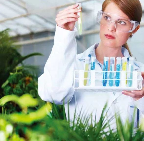 Beetle Sofa沙發(fā)